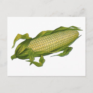 Vintages Essen, gesunde Gemüse, Mais auf dem Cob Postkarte