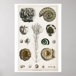 VINTAGES FOSSILS-ILLUSTRATIONSPARSTER POSTER