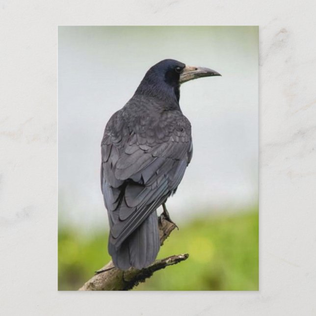 Vintages Foto Postkarte (Vorderseite)