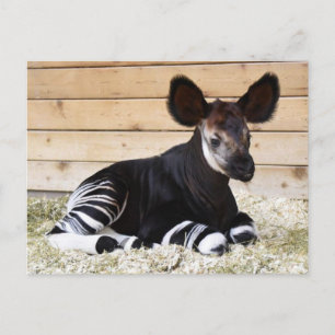 Vintages Foto Postkarte