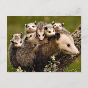 Vintages Foto Postkarte