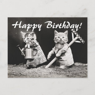 Vintages Foto Zwei Katzen Gärten Postkarte