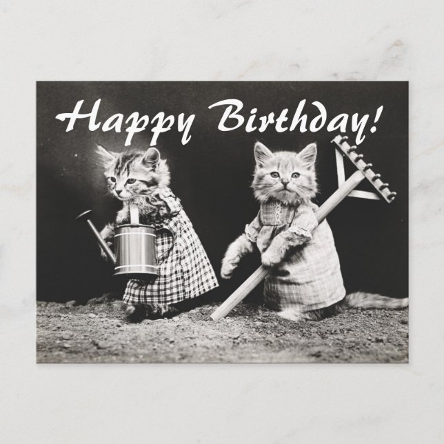 Vintages Foto Zwei Katzen Gärten Postkarte (Vorderseite)