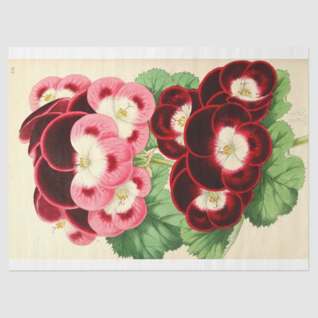 Vintages Französisch Floral Ephemere Decoupage Pin Seidenpapier (Vorderseite)