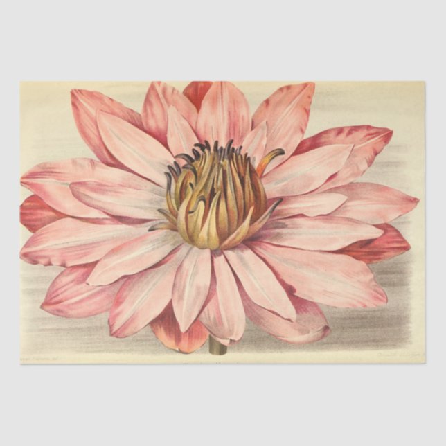 Vintages Französisch Floral Ephemere Decoupage Pin Seidenpapier (Vorderseite)