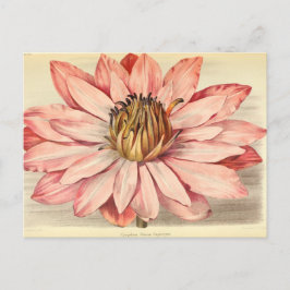 Vintages französisches Blumenrosa Postkarte