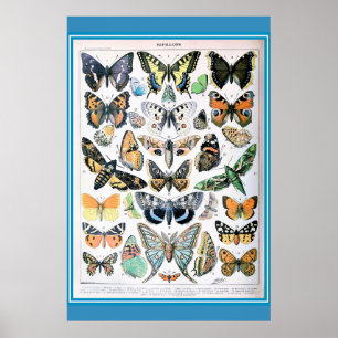 Vintages französisches Butterfly-Cotattcore-Poster Poster