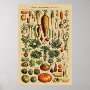 Vintages französisches Pflanzenposter Botanische S Poster