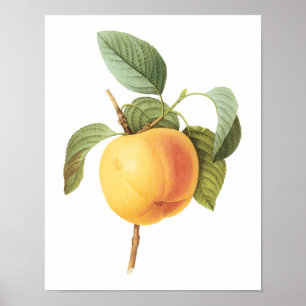Vintages Fruchtfutter, Calville Apple von Redoute Poster