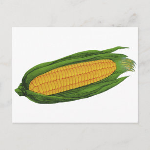 Vintages Gemüse; Gelber Mais auf dem Cob Postkarte
