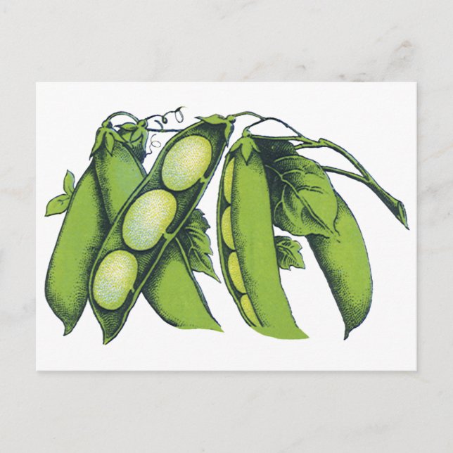 Vintages Gemüse; Limabohnen, Bio landwirtschaftlic Postkarte (Vorderseite)