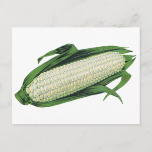 Vintages Gemüse Weißmais auf dem Cob Postkarte