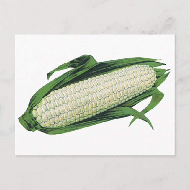 Vintages Gemüse Weißmais auf dem Cob Postkarte (Vorderseite)