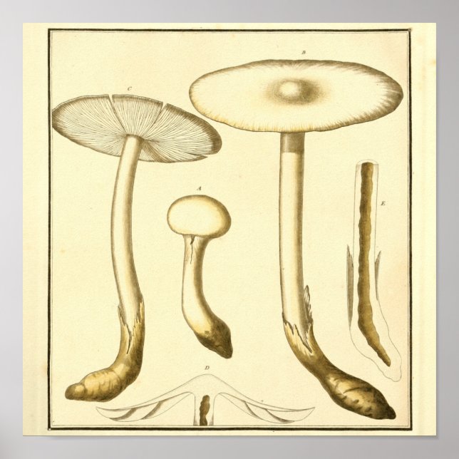 Vintages gemütliches Pilz Art Print Poster (Vorne)