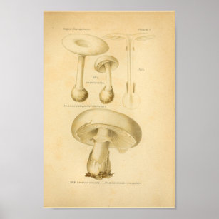 Vintages gemütliches Pilz Kunst, Französisch Poster