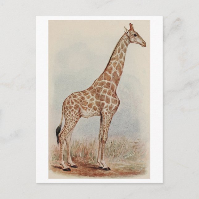 Vintages Giraffe-Foto Postkarte (Vorderseite)