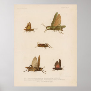 Vintages Grasshopper-Diagramm (1875) Poster