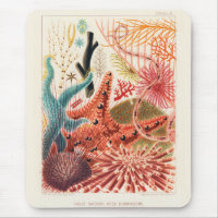 Vintages Great Barrier Reef Australien Stachelhäut