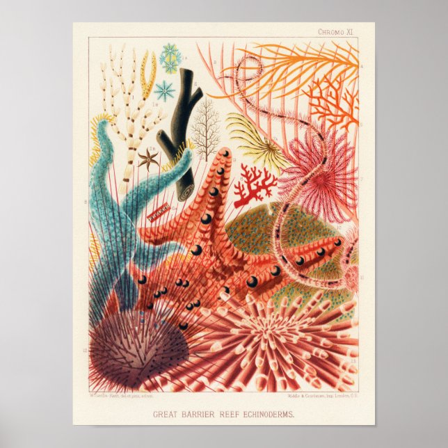 Vintages Great Barrier Reef Australien Stachelhäut Poster (Vorne)