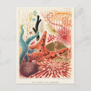 Vintages Great Barrier Reef Australien Stachelhäut Postkarte