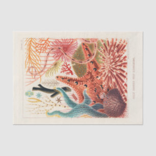 Vintages Great Barrier Reef Australien Stachelhäut Seidenpapier