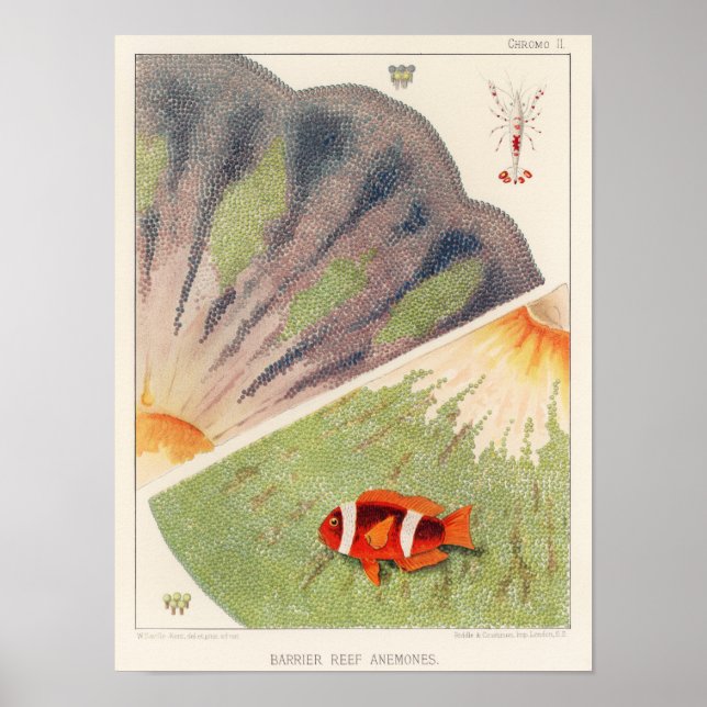 Vintages Great Barrier Reef of Australia Anemones Poster (Vorne)
