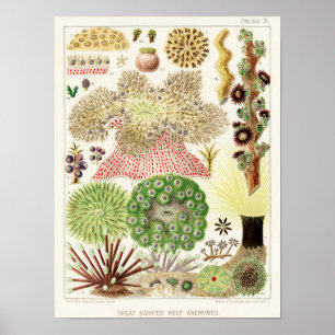 Vintages Great Barrier Reef of Australia Anemones Poster