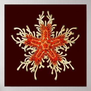 Vintages Haeckel Poster