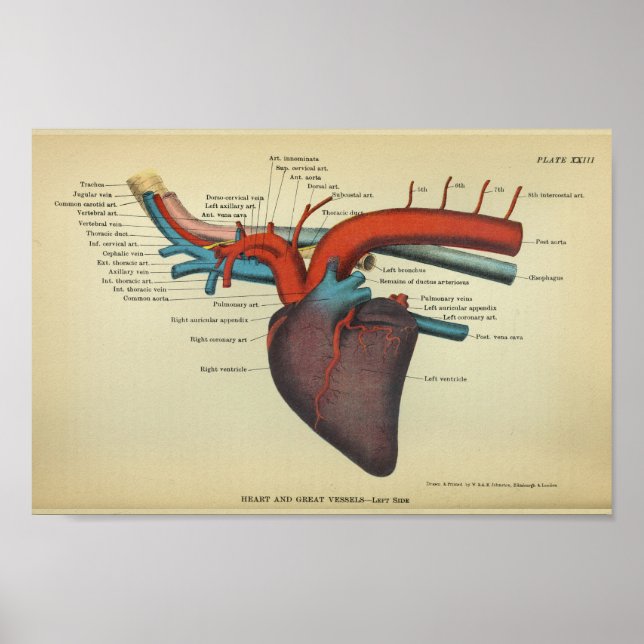 Vintages Herz der Anatomie Poster (Vorne)