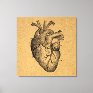 Vintages Herzdiagramm Abbildung Vintage Kunst Leinwanddruck