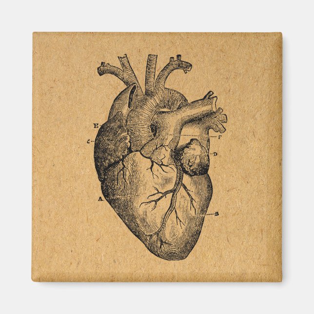 Vintages Herzdiagramm Abbildung Vintage Kunst Magnet (Vorne)