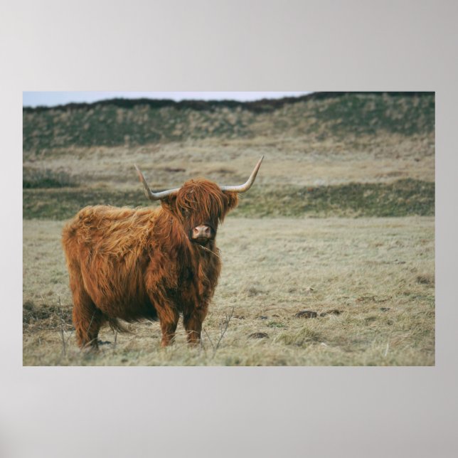 VINTAGES HIGHLAND CATTLE COW FOTO POSTER (Vorne)