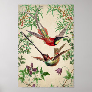 Vintages Hummingbird-Illustrations-Poster Poster