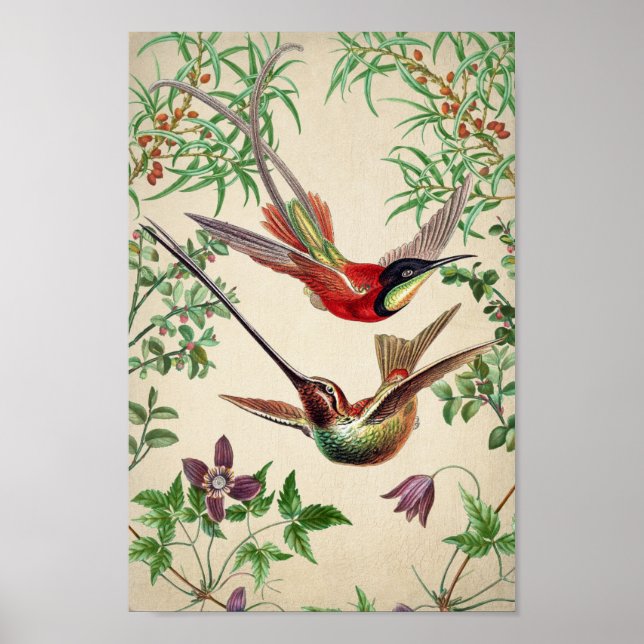 Vintages Hummingbird-Illustrations-Poster Poster (Vorne)