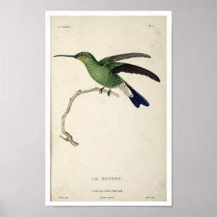 Vintages Hummingbird Print Poster