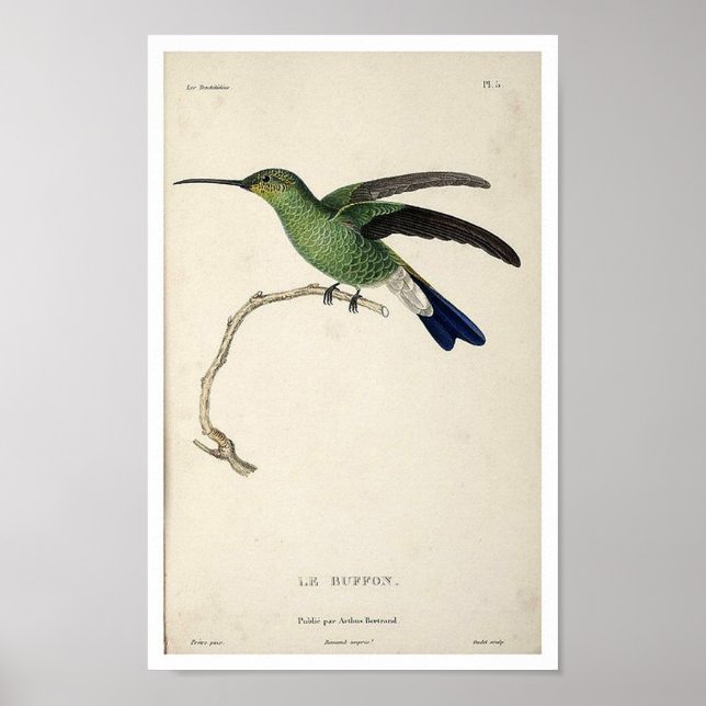 Vintages Hummingbird Print Poster (Vorne)