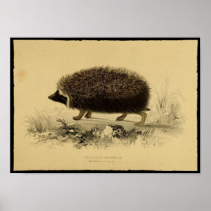 Vintages Igel-Poster Poster