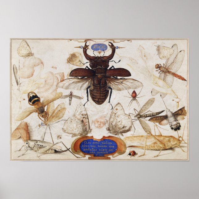 Vintages Insektenbild Poster (Vorne)
