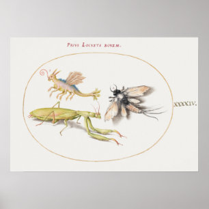 Vintages Insektenbild Poster