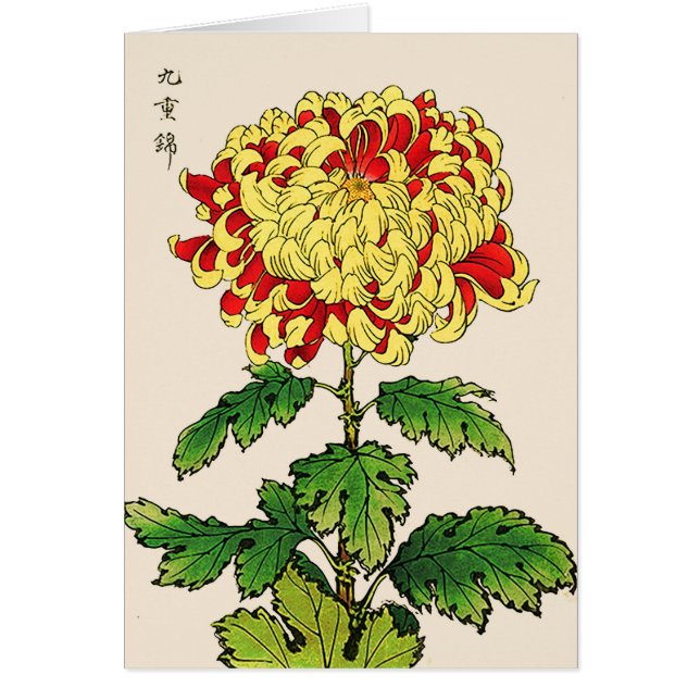 Vintages japanisches Chrysanthemum. Senfgelb (Vorne)