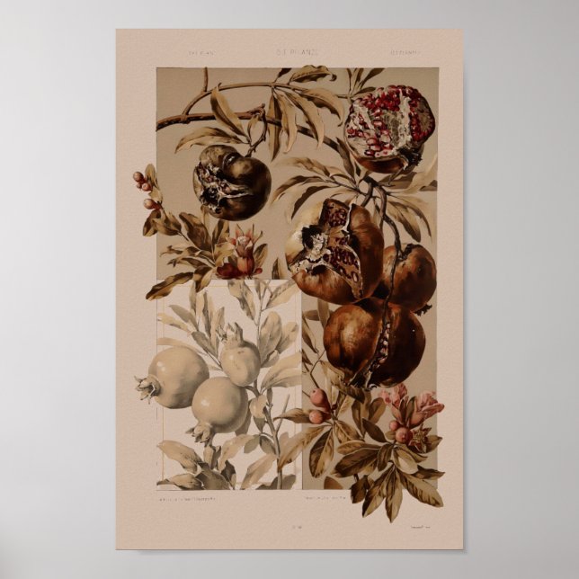 Vintages Jugendstil-Pomegranat von Anton Seder Poster (Vorne)