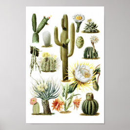 Vintages Kaktus Botanisches Illustrationspaket Poster