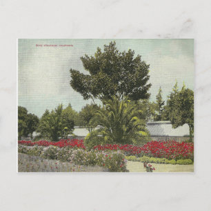 Vintages Kalifornien Postkarte