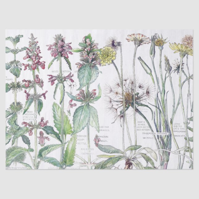 Vintages Katzen-Ohr-Blumen-Wildblumen-Seidenpapier Seidenpapier (Vorderseite)