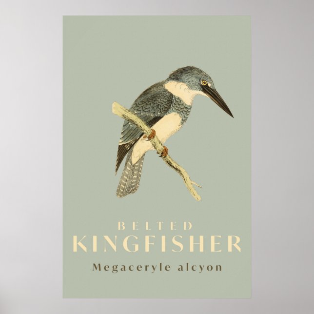 Vintages Kingfisher-Aquarell-Poster Poster (Vorne)