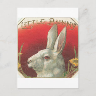 Vintages kleines Bunny Rabbit Postkarte