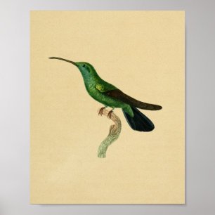 Vintages Kolibri-Druck-Grün-Schwarzes 1830 Poster
