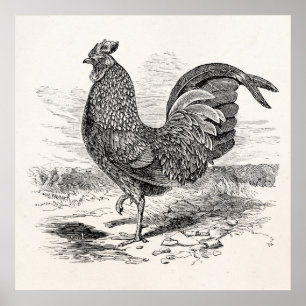 Vintages Kulm Fowl Rooster Chicken - Hühner Hennen Poster