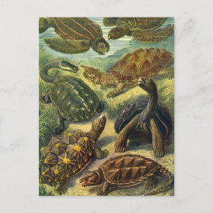 Vintages Land Tortoise Sea Turtles von Ernst Haeck Postkarte