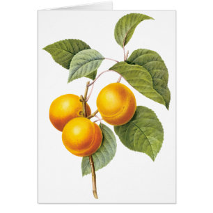 Vintages Lebensmittelobst, Apricot Peach von Redou